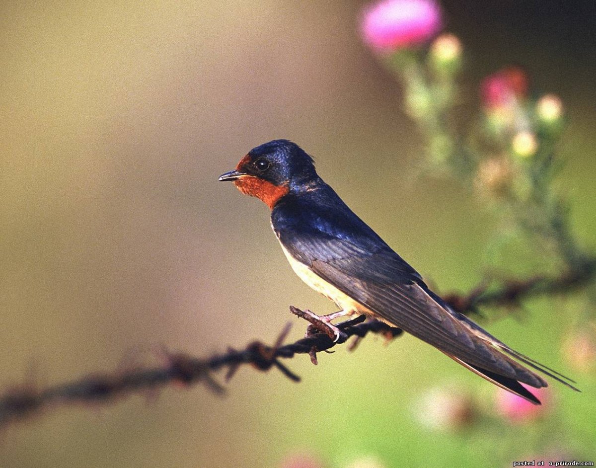 Ласточка птица