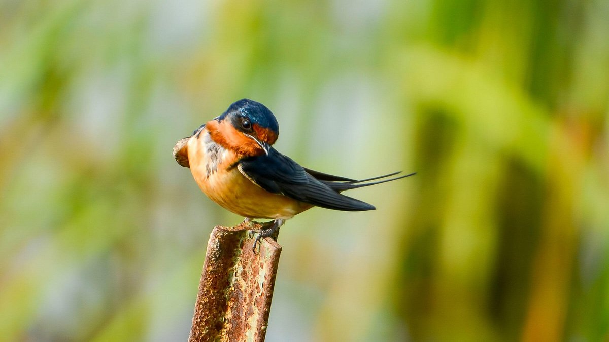 Ласточка на ветке