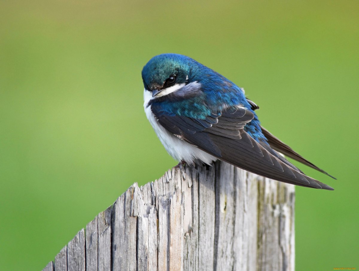 Городская Ласточка