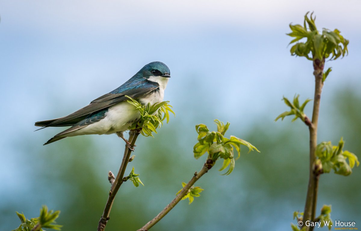 Весенние птицы