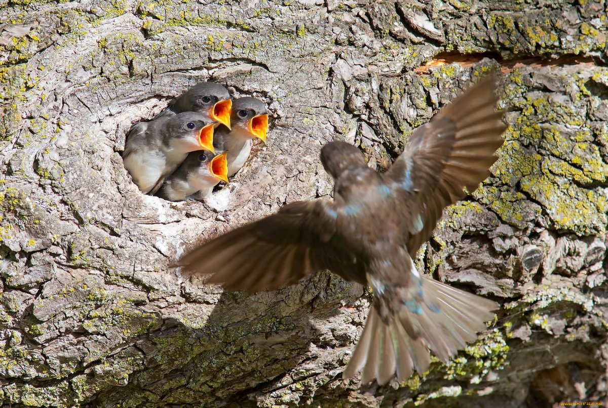 Мир природы. Птицы