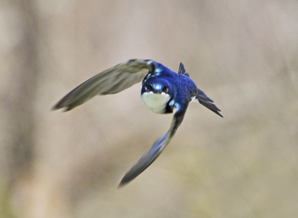 Фиолетовая Ласточка