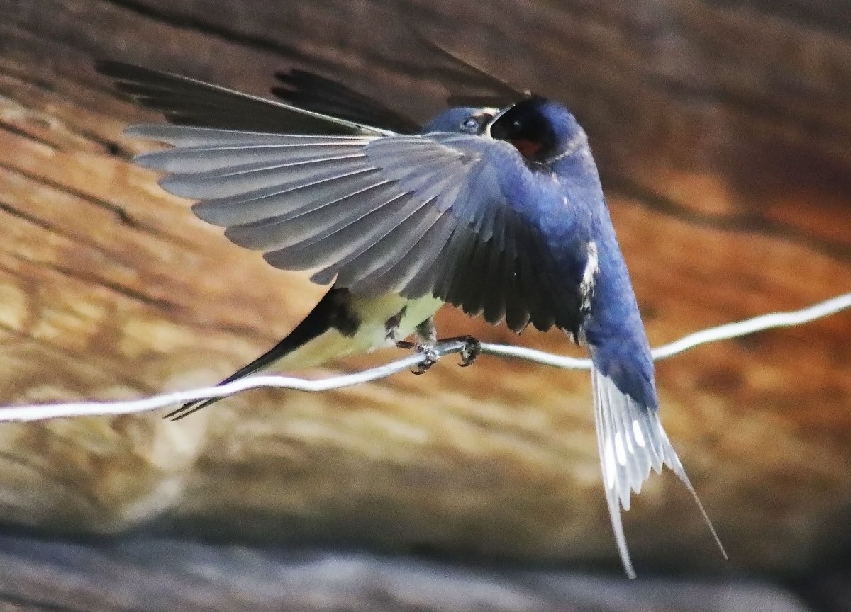 Ласточка птица