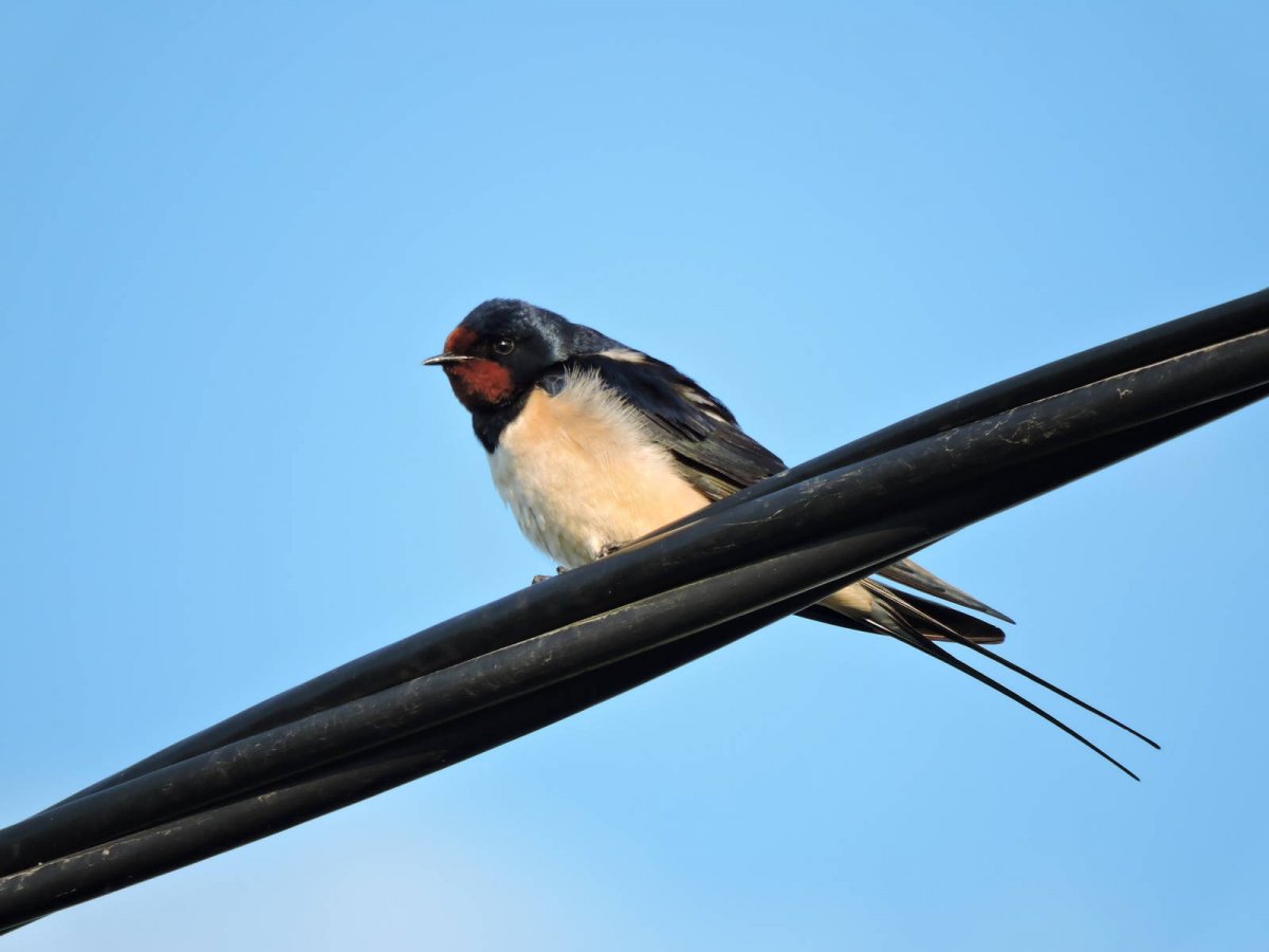 Деревенская Ласточка