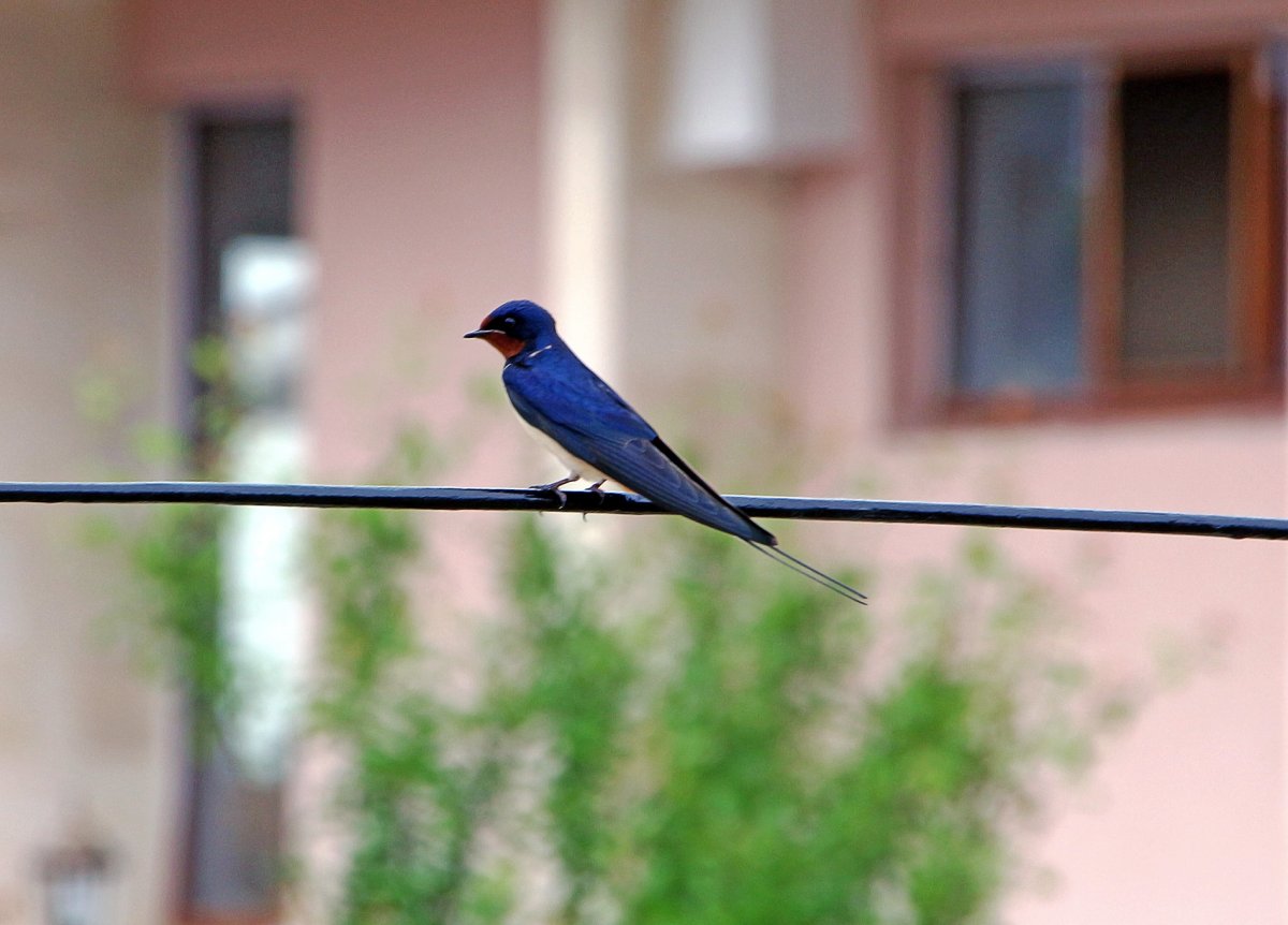 Городская Ласточка