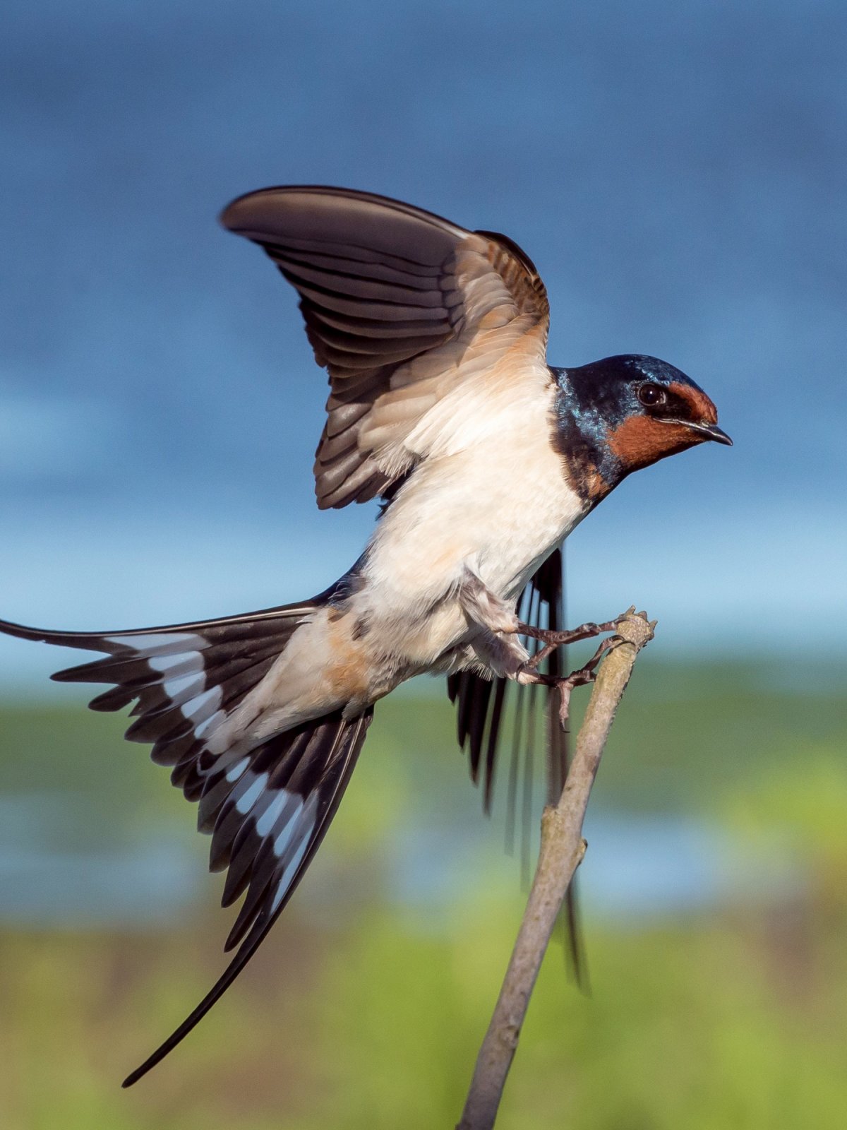 Ласточка в полете