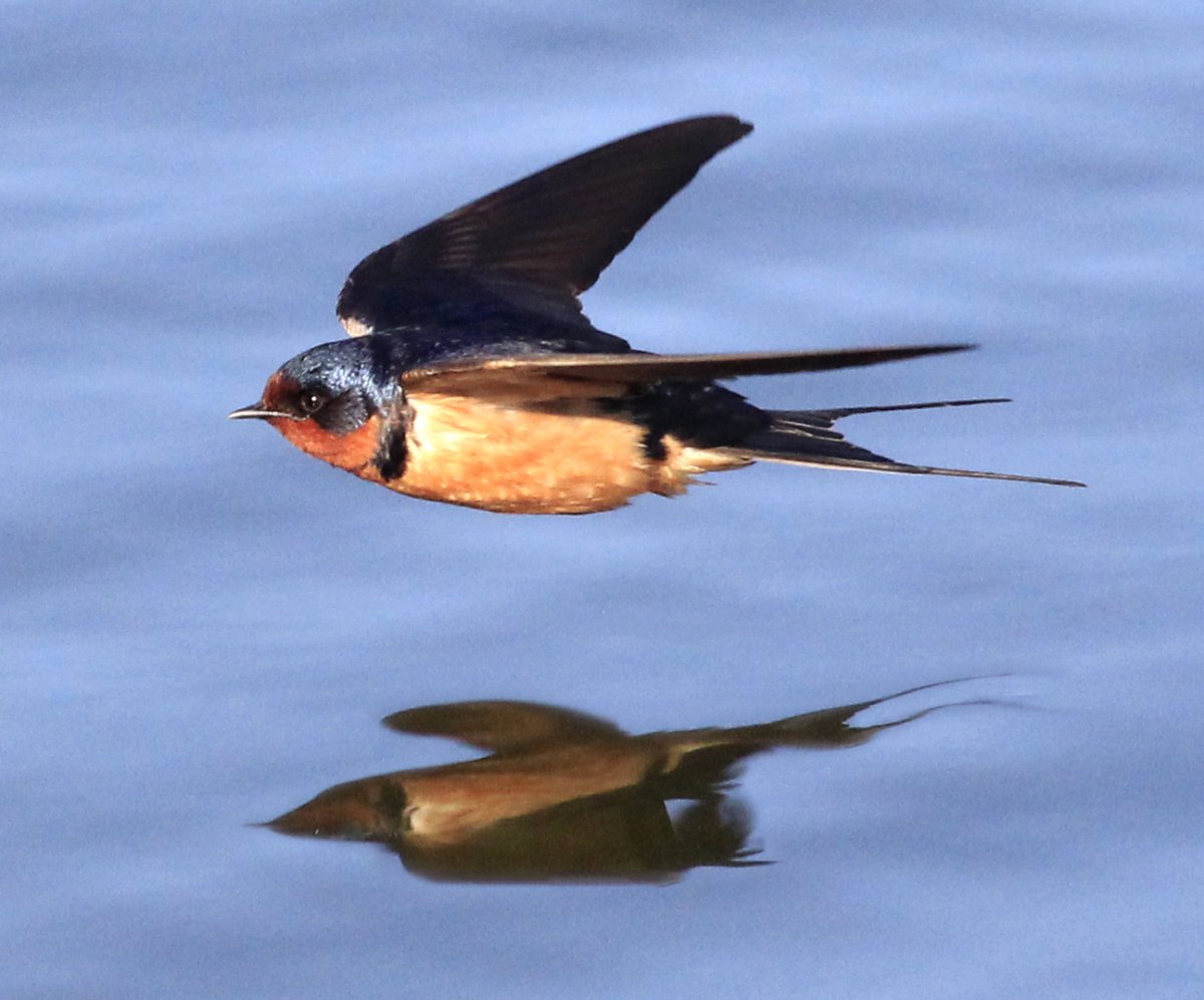Насекомоядные птицы Ласточка