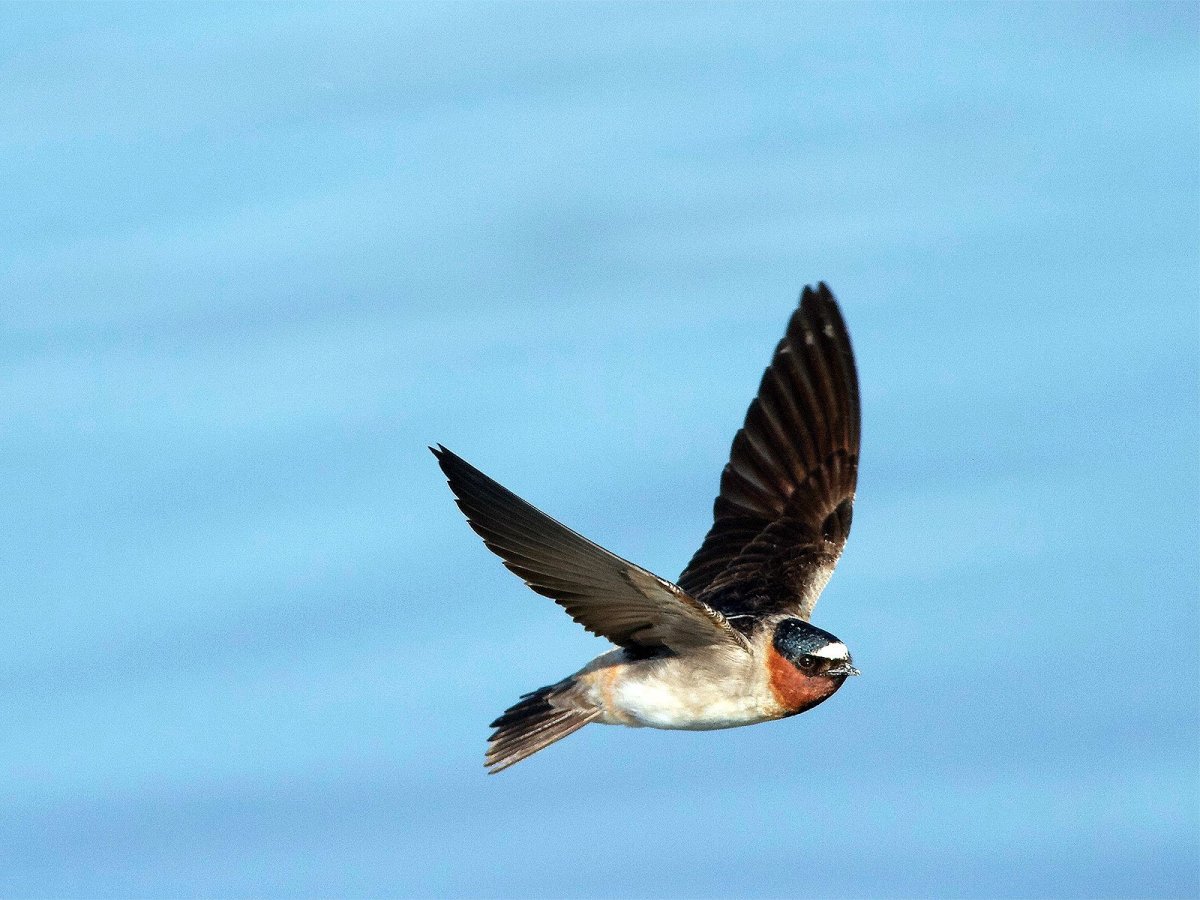 Деревенская Ласточка летит