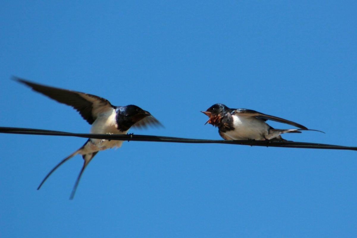 Белоголовая Ласточка