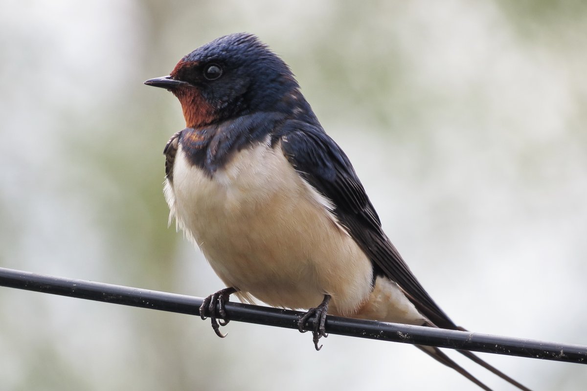 Ласточка зимой