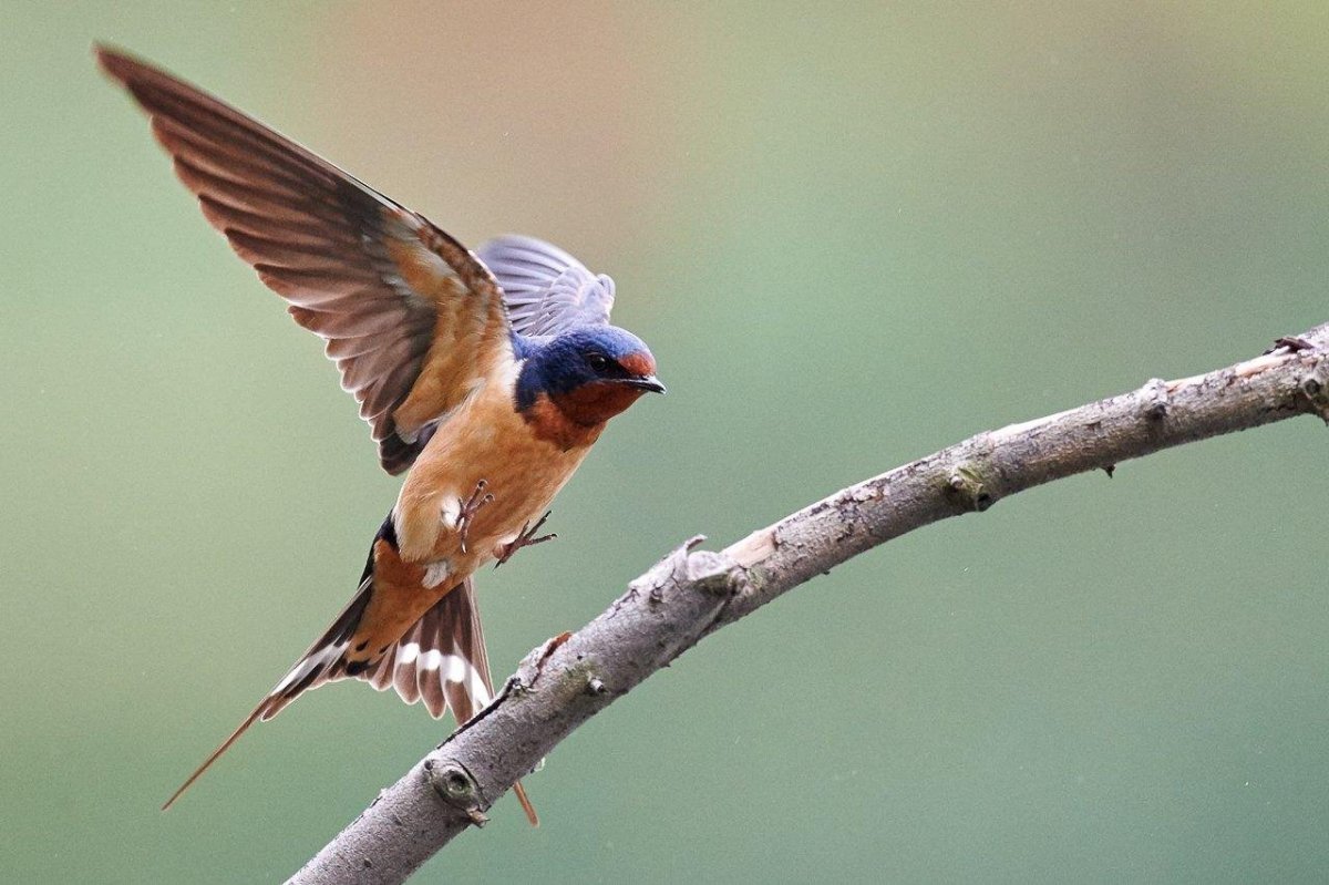 Ласточка на ветке