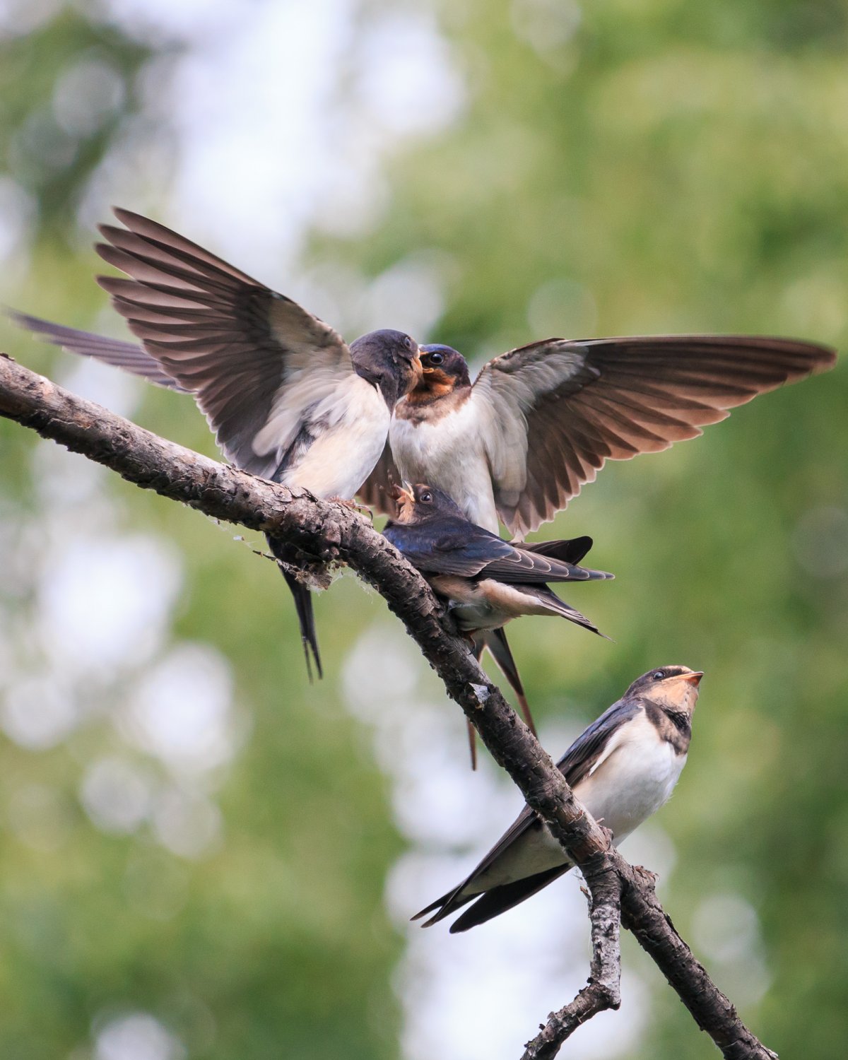Весенние птицы Ласточка