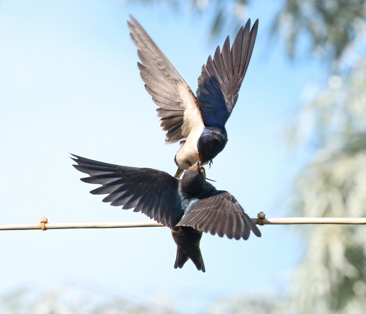 Крылья ласточки