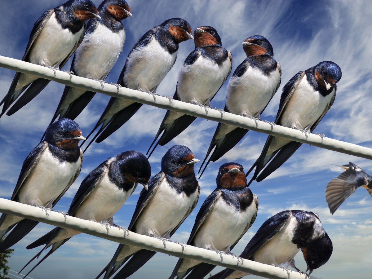 Ласточки в городе