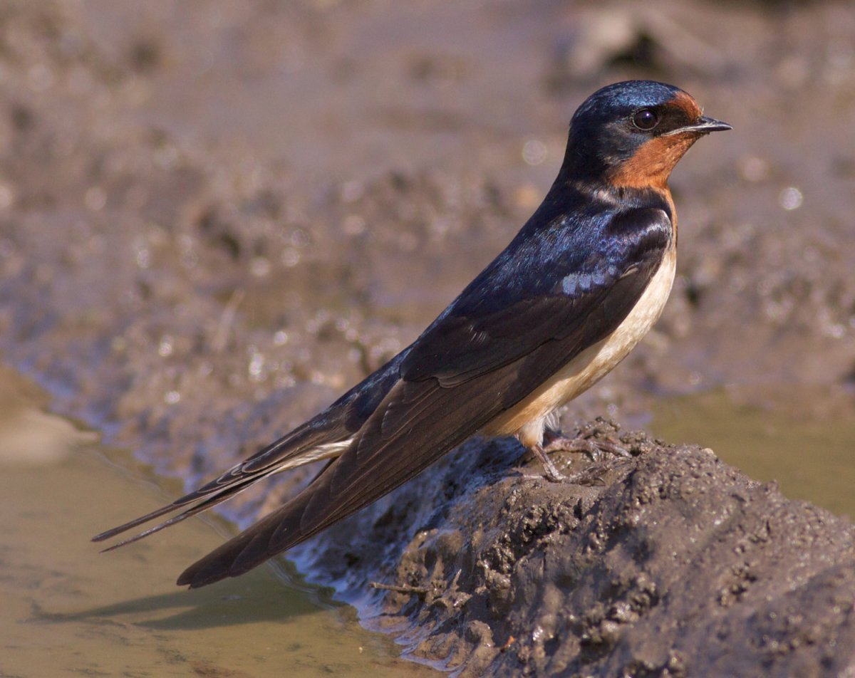 Насекомоядные птицы Ласточка