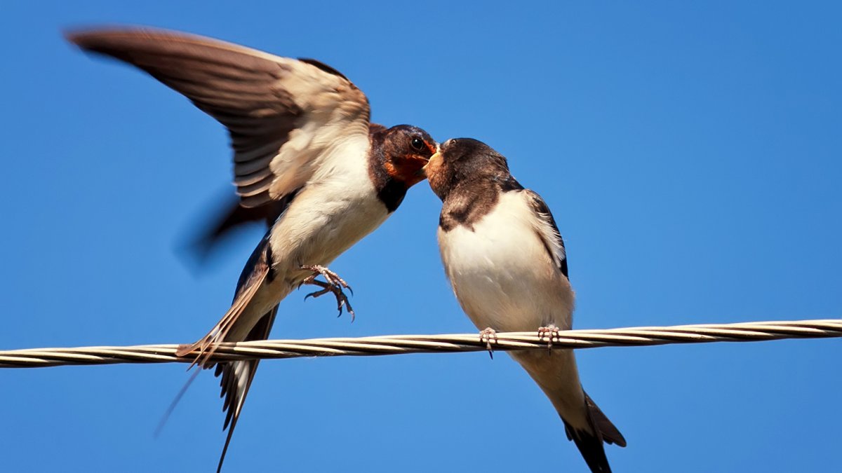 Две ласточки