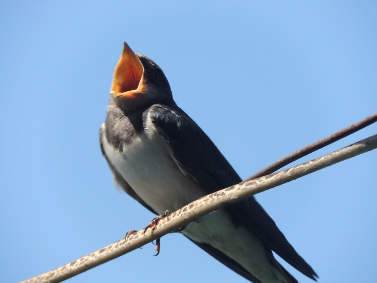 Ласточка лицо