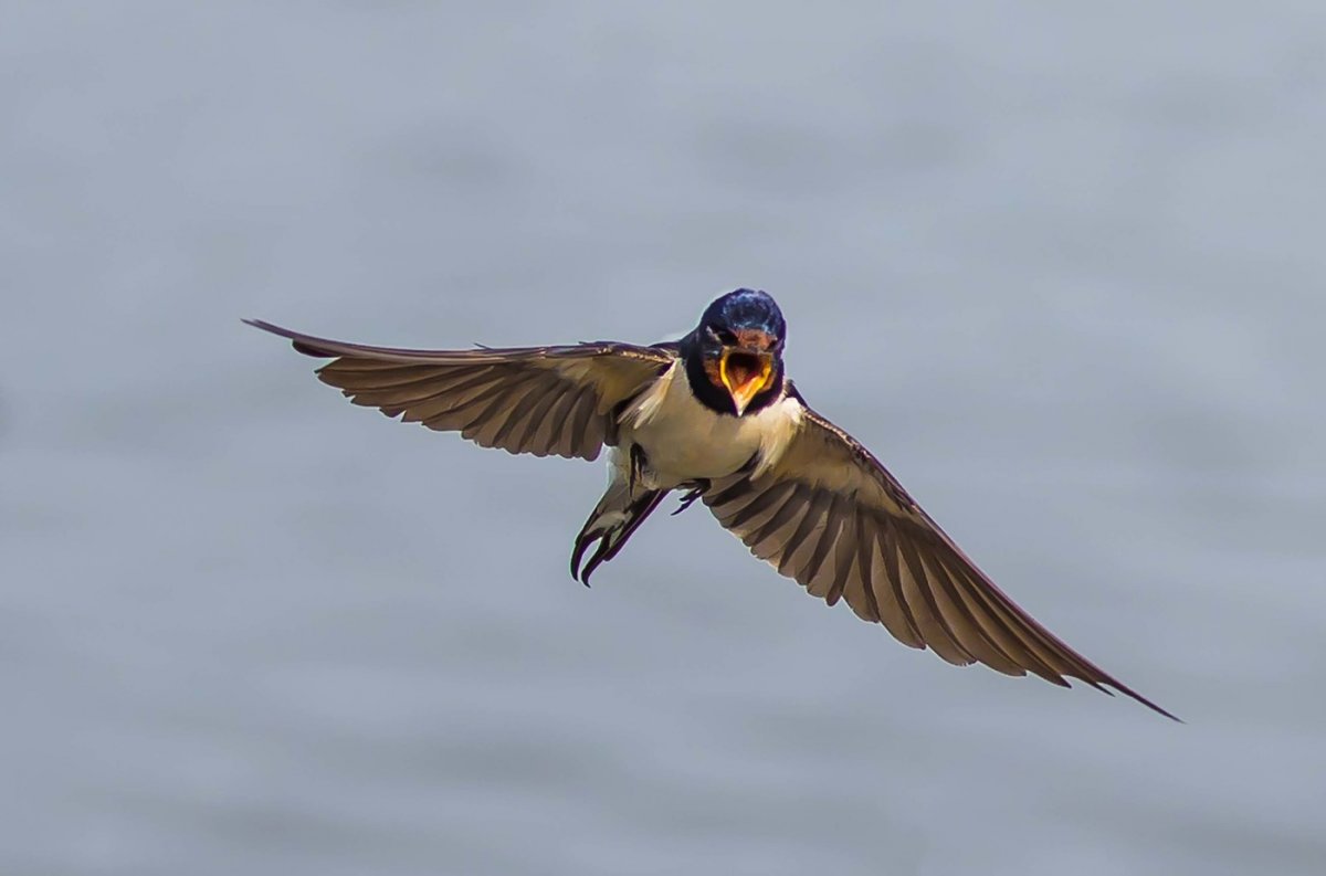 Гигантская Ласточка