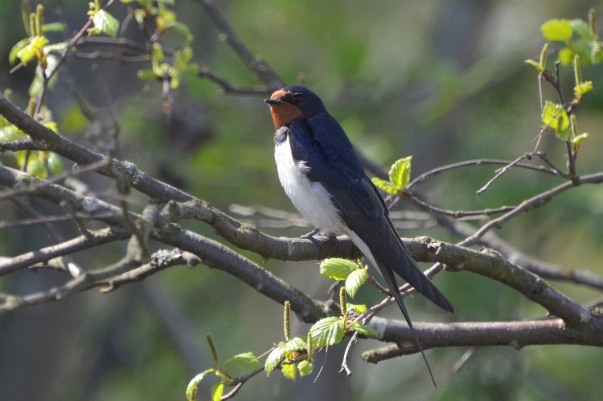 Ласточки прилетели