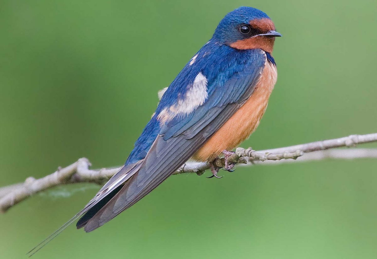 Ласточка фото