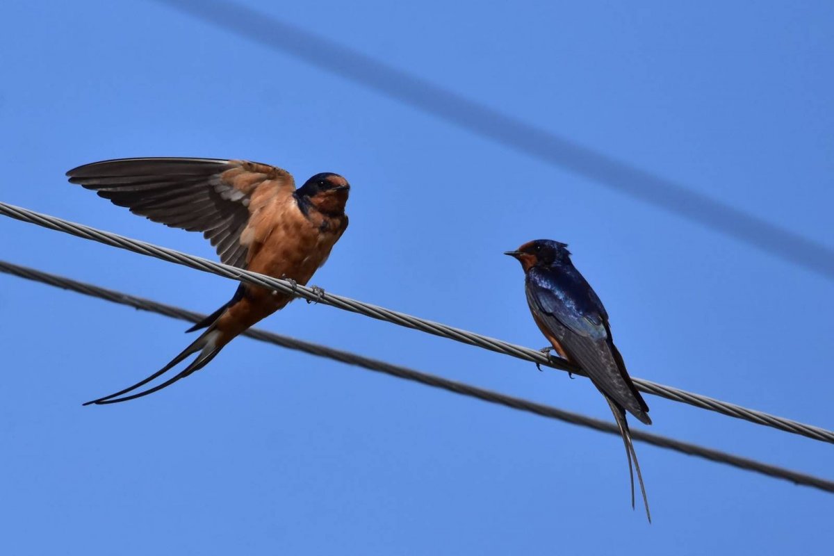Ласточка деревенская таксоны