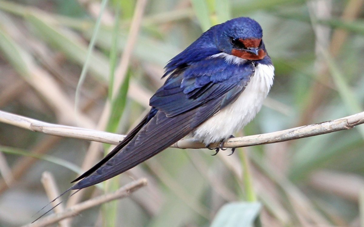 Белоспинная Ласточка