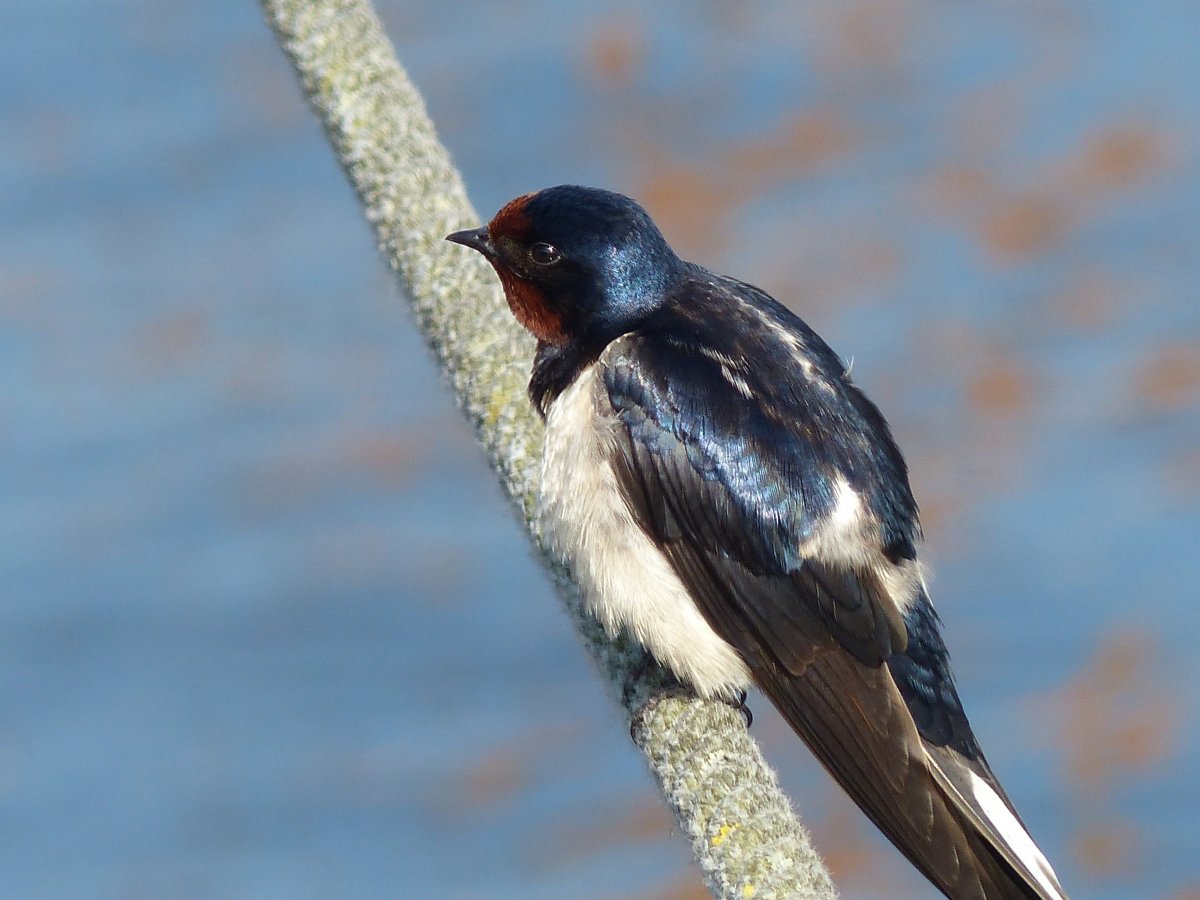 Молодая Ласточка