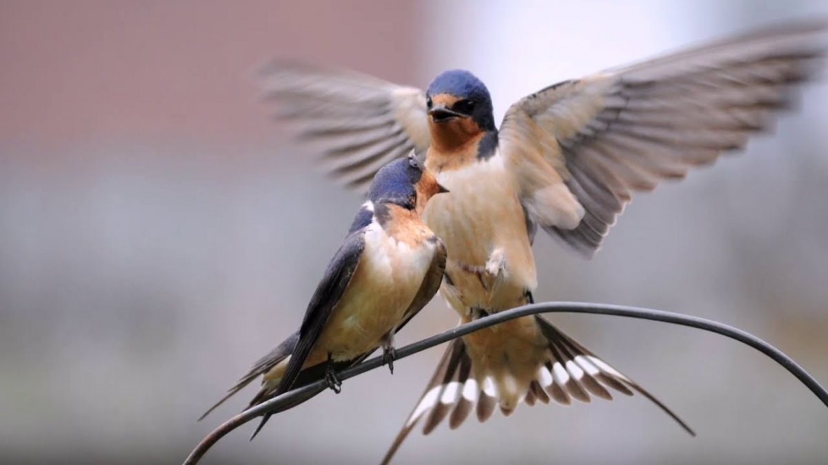 Деревенская Ласточка гиф