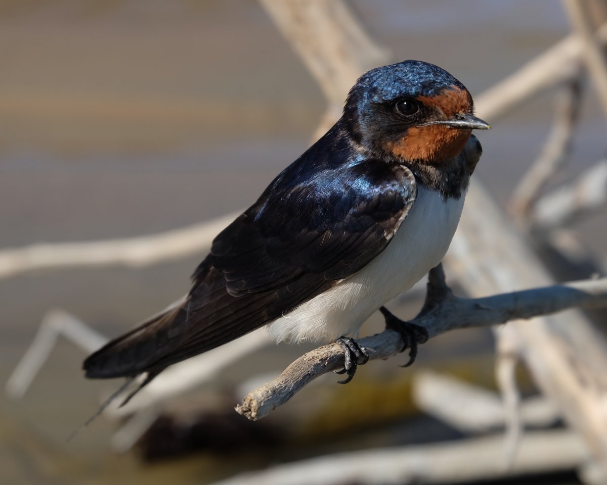 Деревенская Ласточка (Ласточка-Касатка)