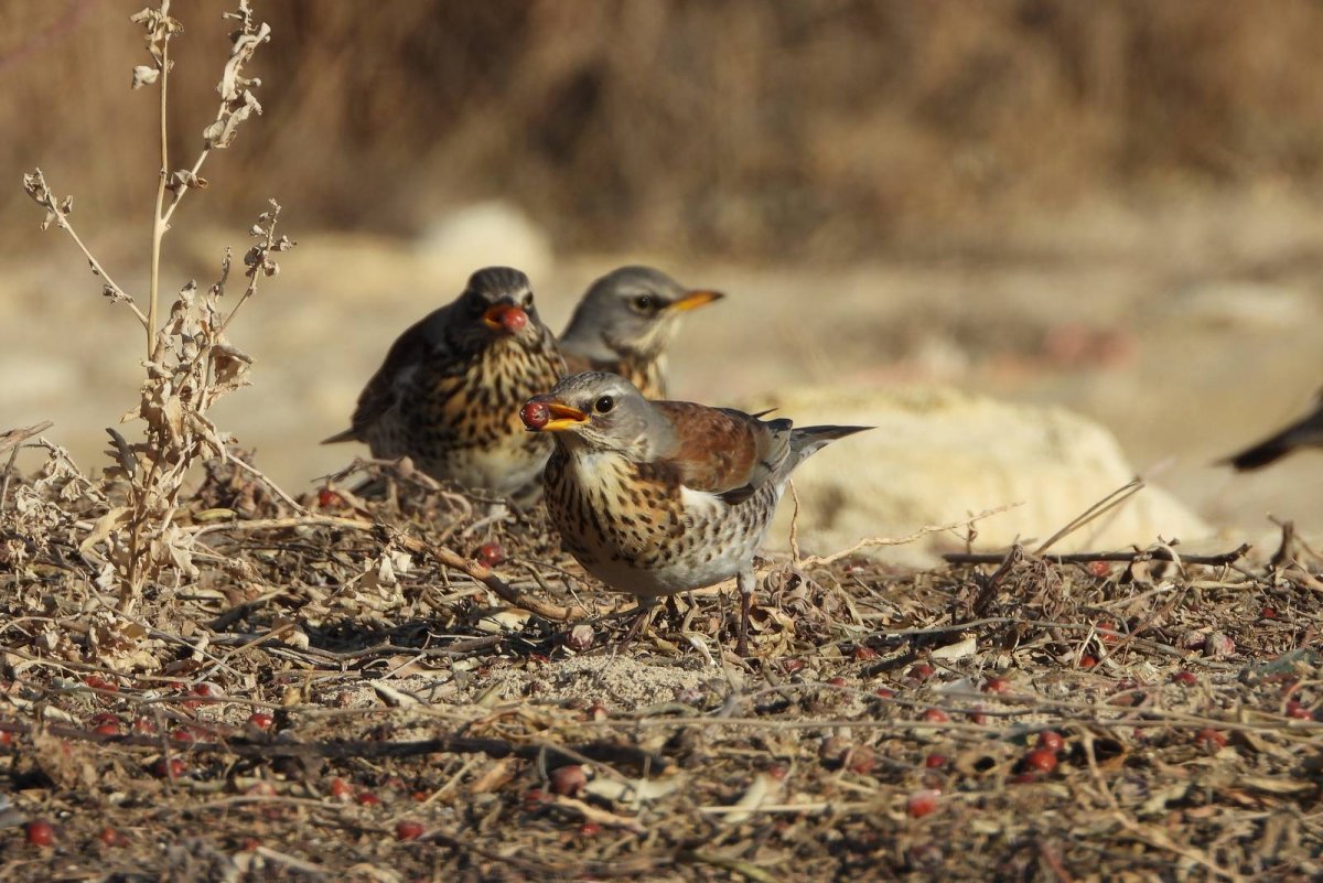 Клест рябинник