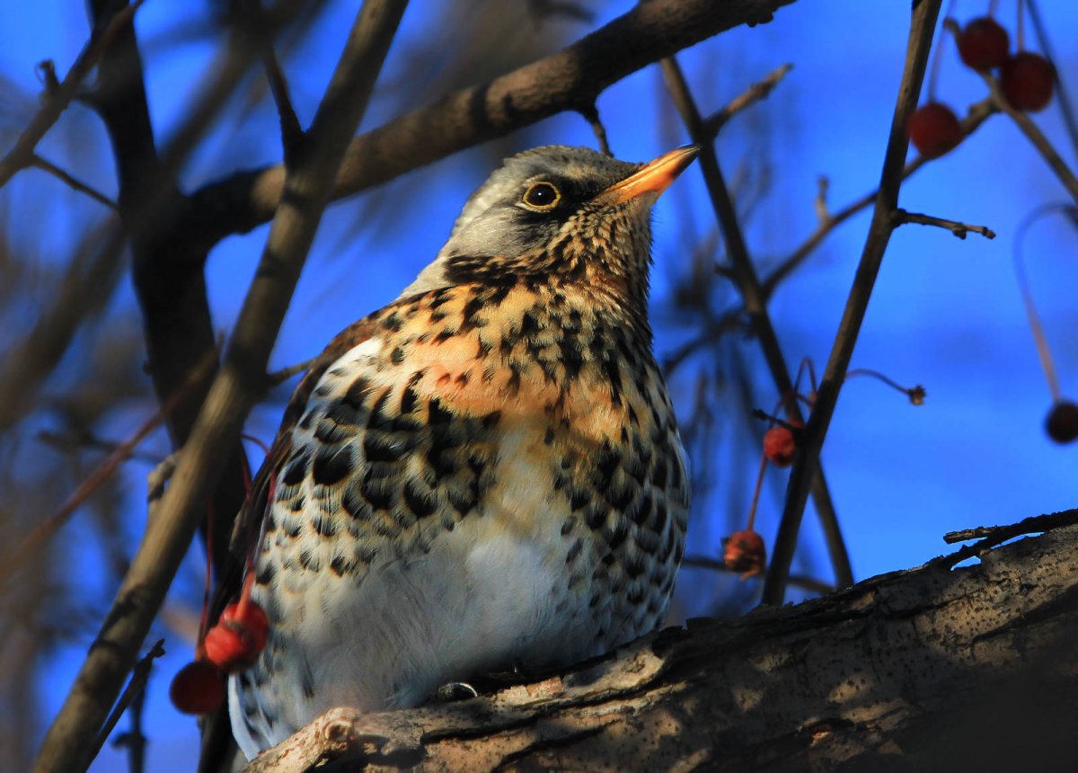 Певчий Дрозд рябинник