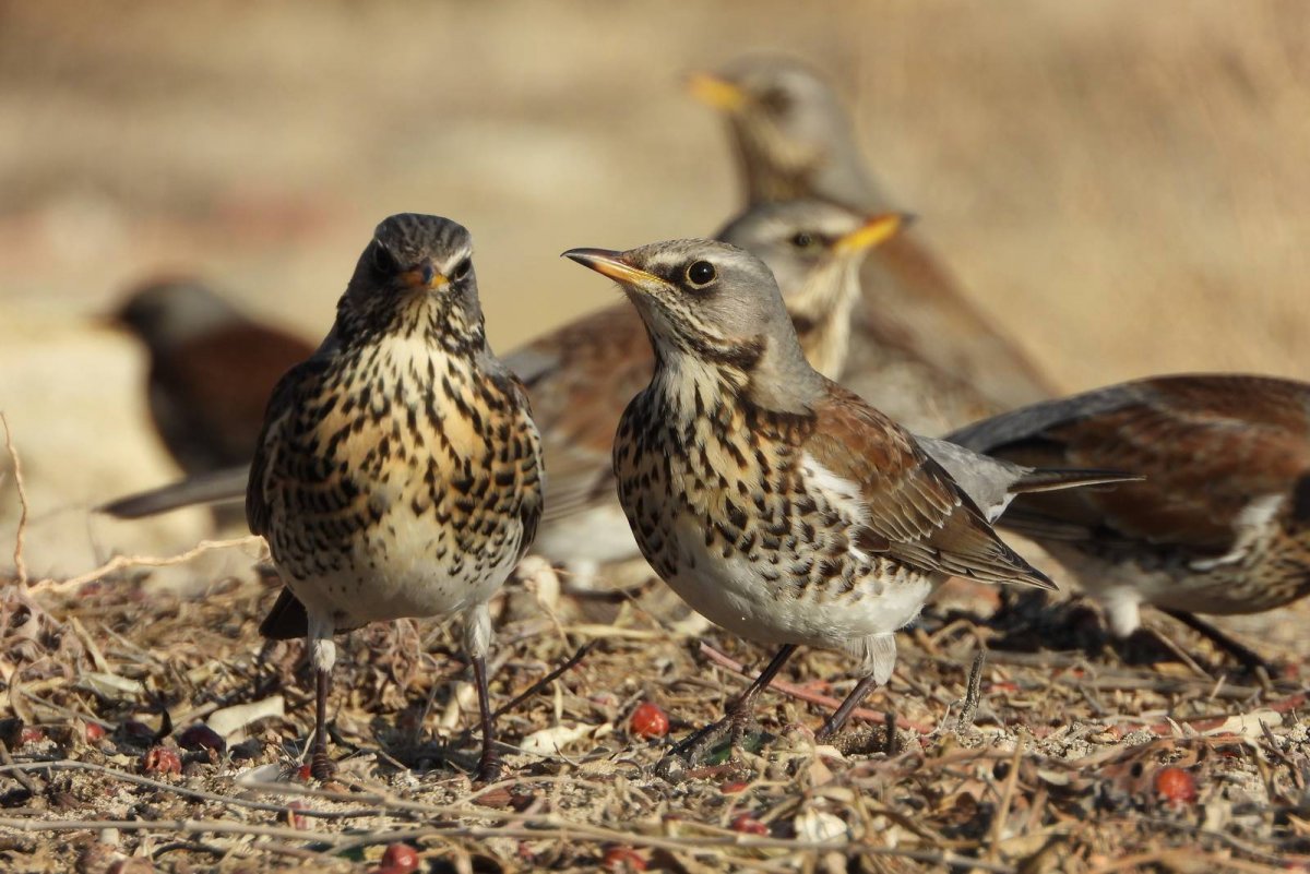 Рябинник Сахалинский