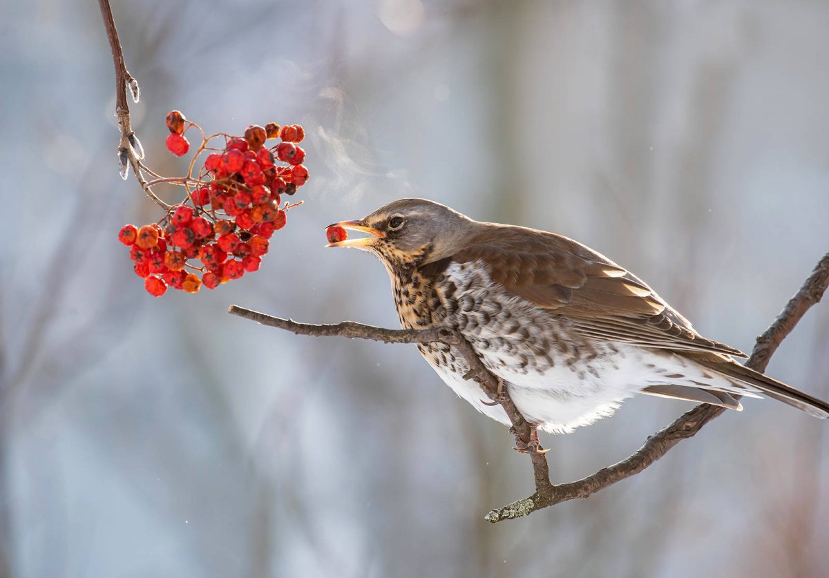 Рябинник птица