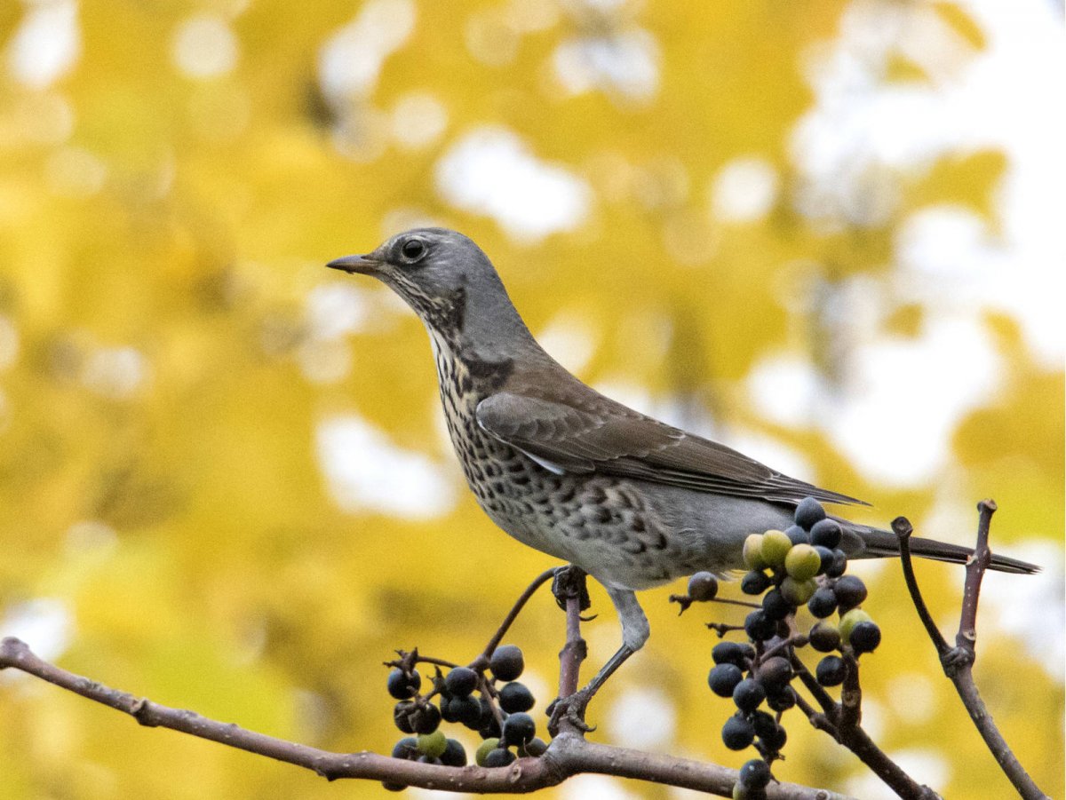Птицы России ботаника