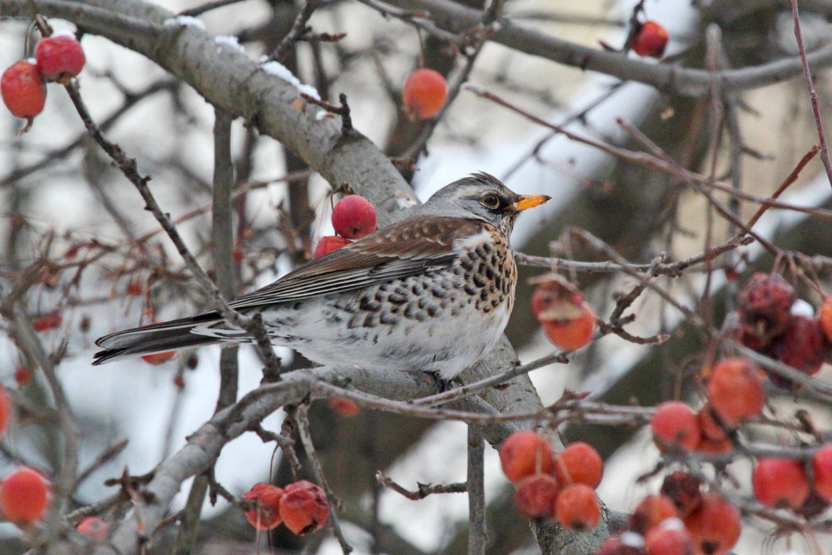 Дрозд рябинник