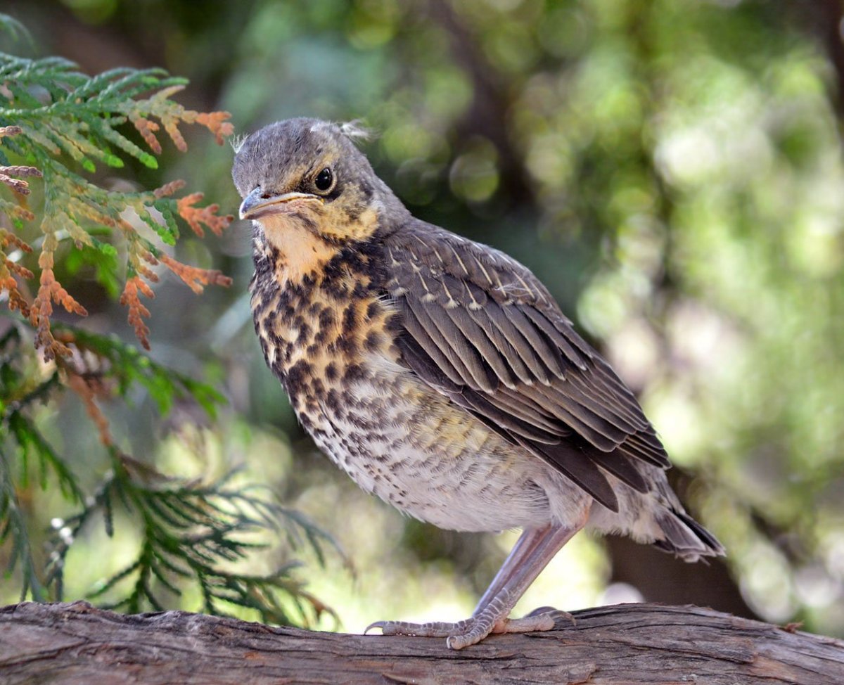 Дрозд рябинник ареал