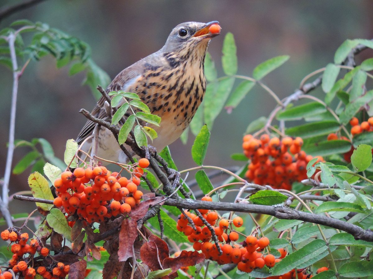 Рябинник Дрозд-рябинник
