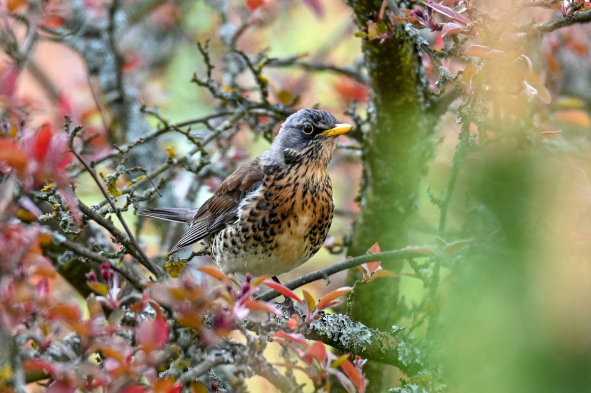 Рябинник картинка для детей