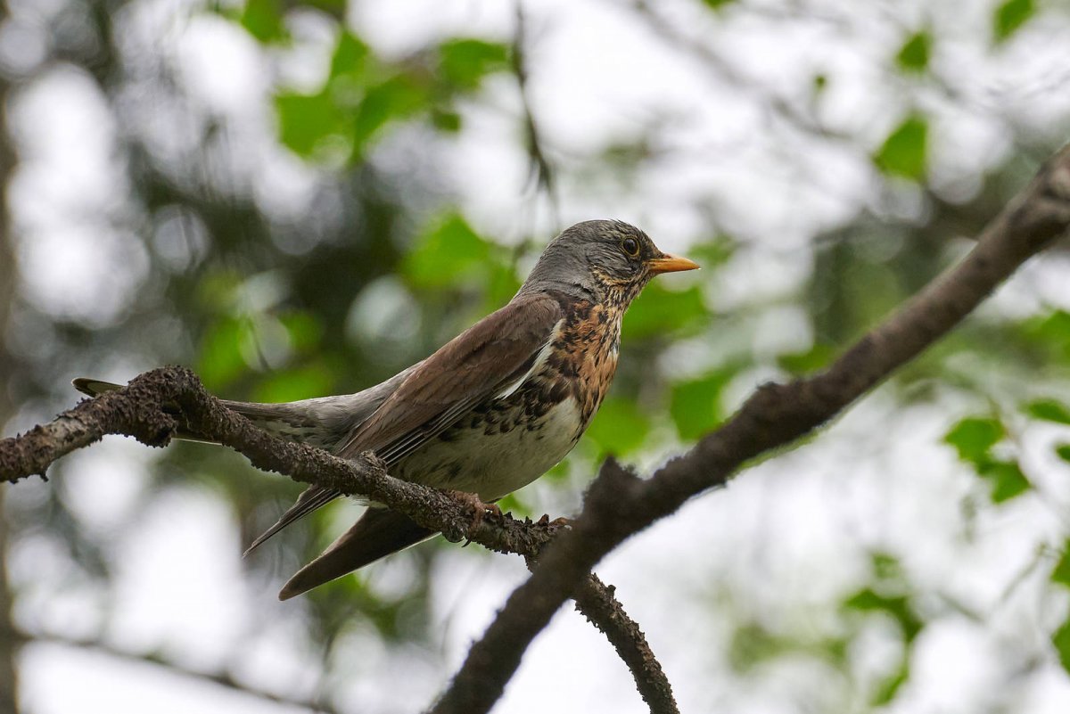 Рябинник Сахалинский