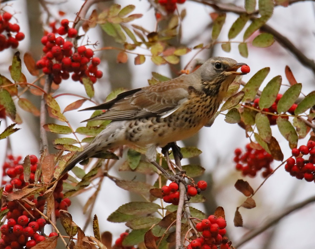 Кукша рябинник