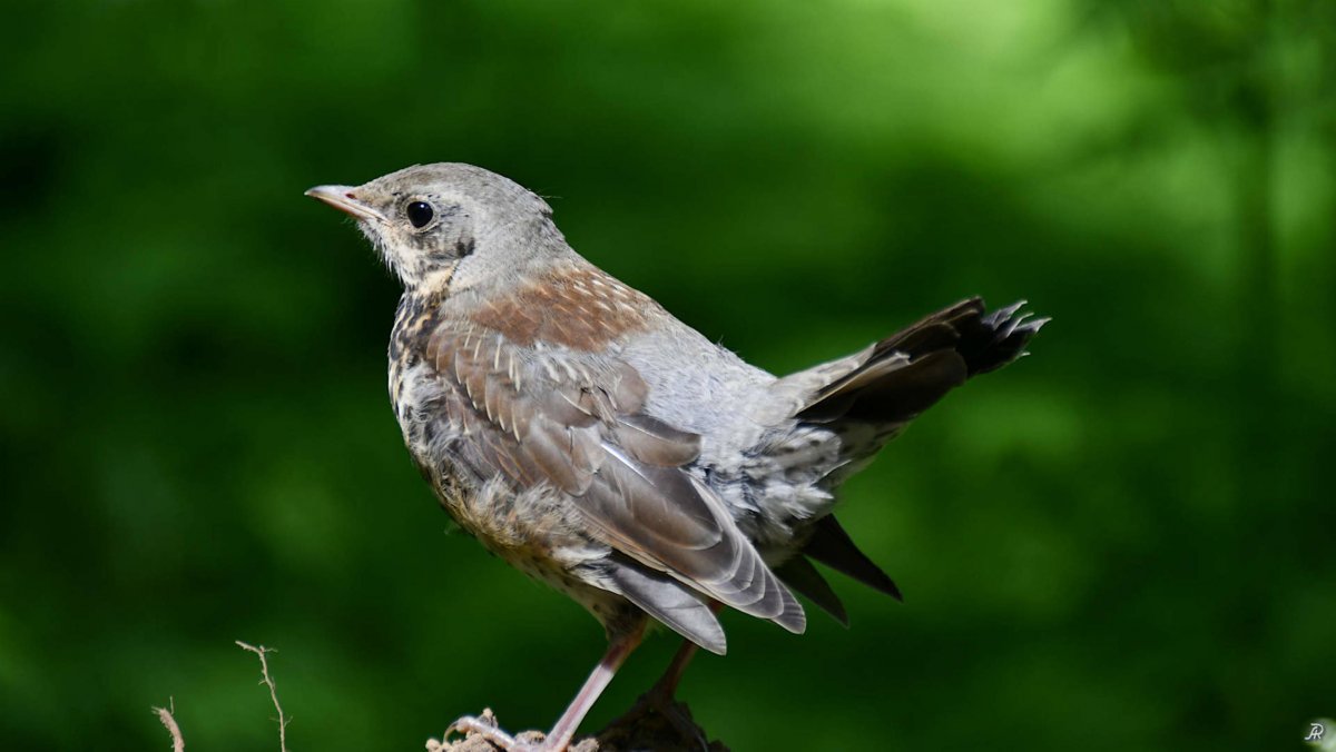 Снегирь рябинник