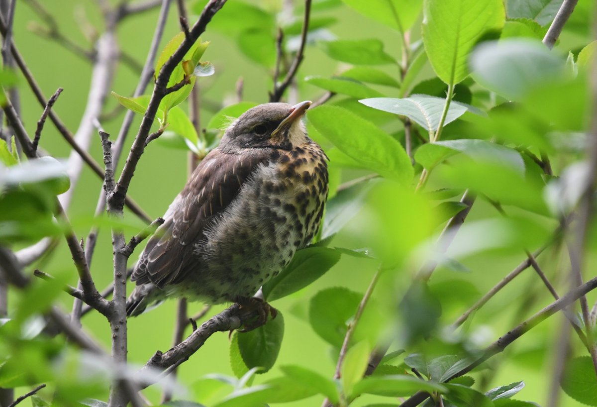 Лесной Дрозд