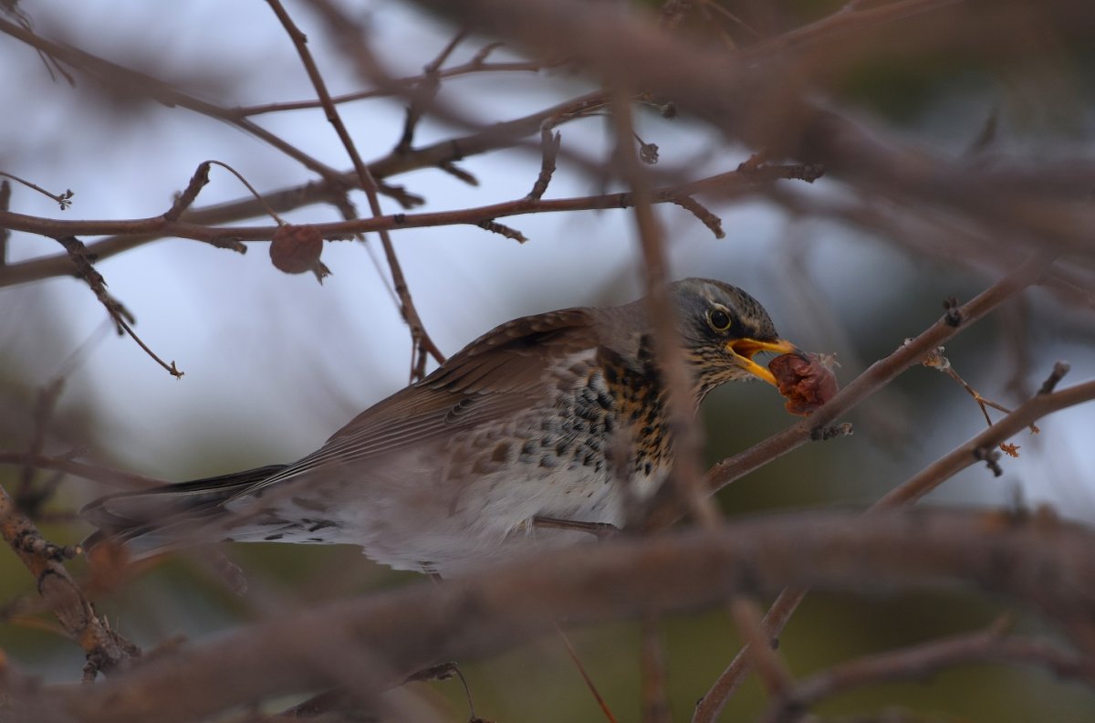 Дрозд рябинник самец