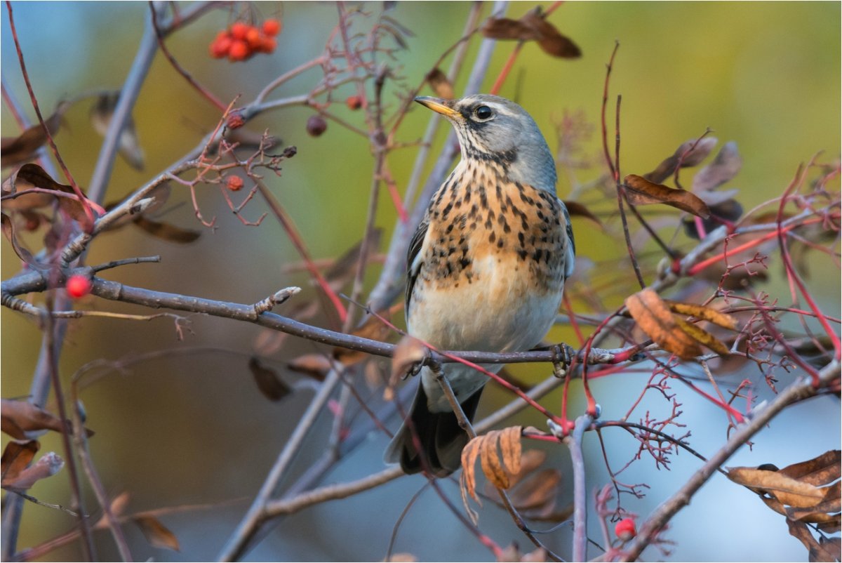 Птенец слеток дрозда рябинника