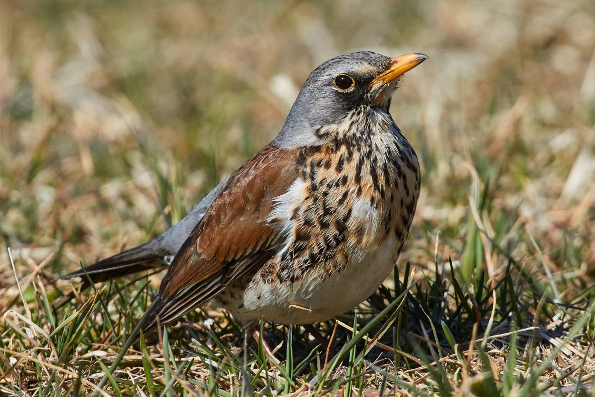 Рябиновый Дрозд Дрозд рябинник