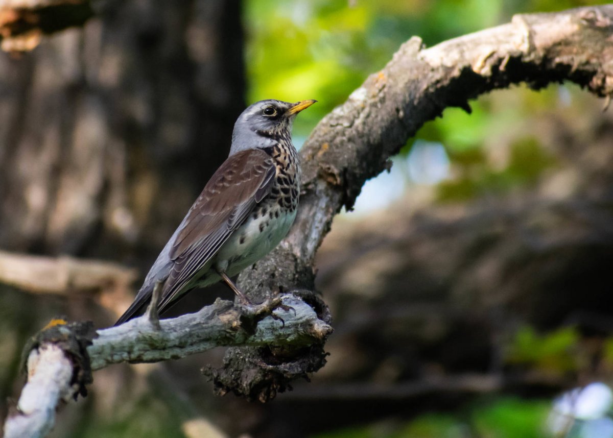 Рябинник птица синий