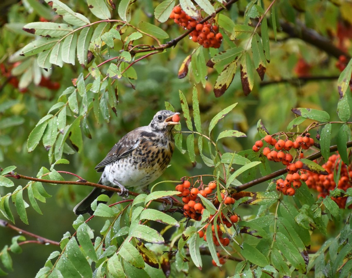 Рябинник Сахалинский