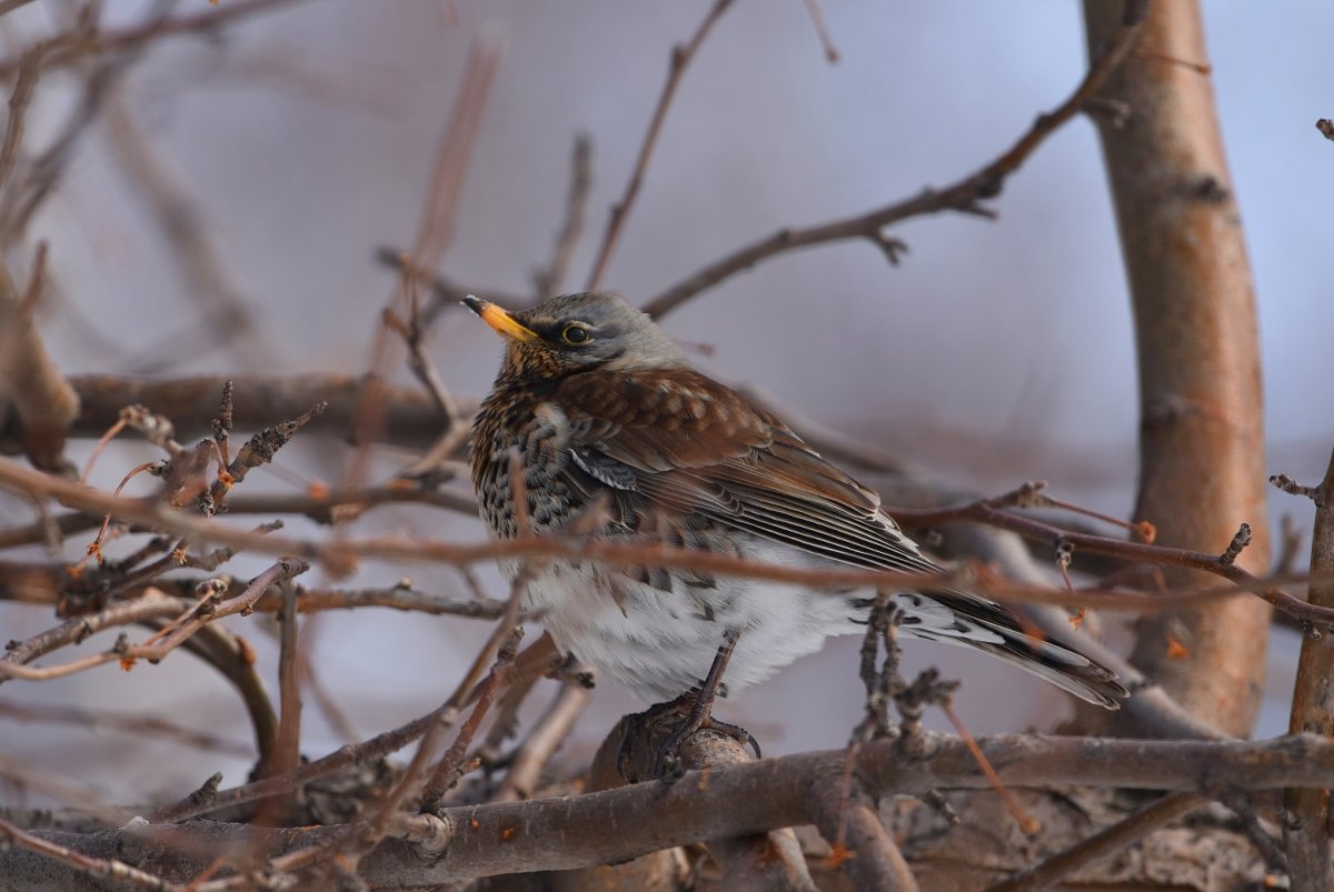 Дрозд рябинник самец