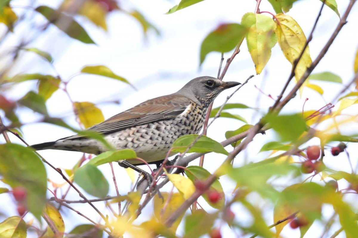 Дрозд рябинник