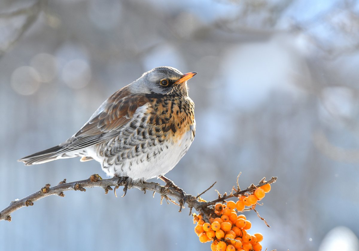 Дрозд-рябинник (turdus pilaris)